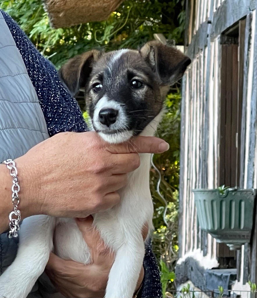 De La Metevinière - Chiot disponible  - Fox Terrier Poil lisse