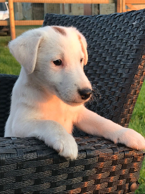 De La Metevinière - Fox Terrier Poil lisse - Portée née le 04/03/2022