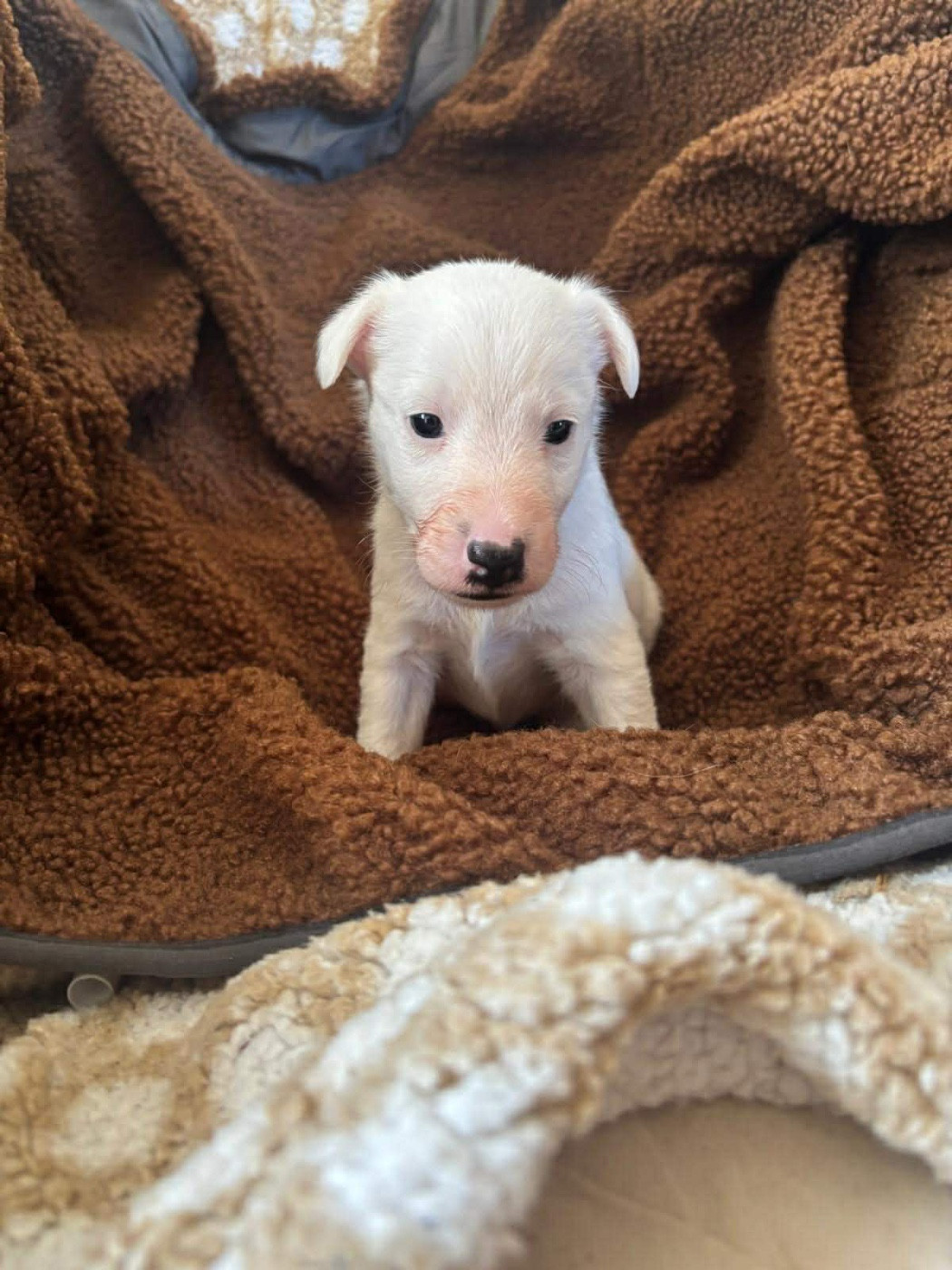 De La Metevinière - Chiots disponibles - Fox Terrier Poil lisse