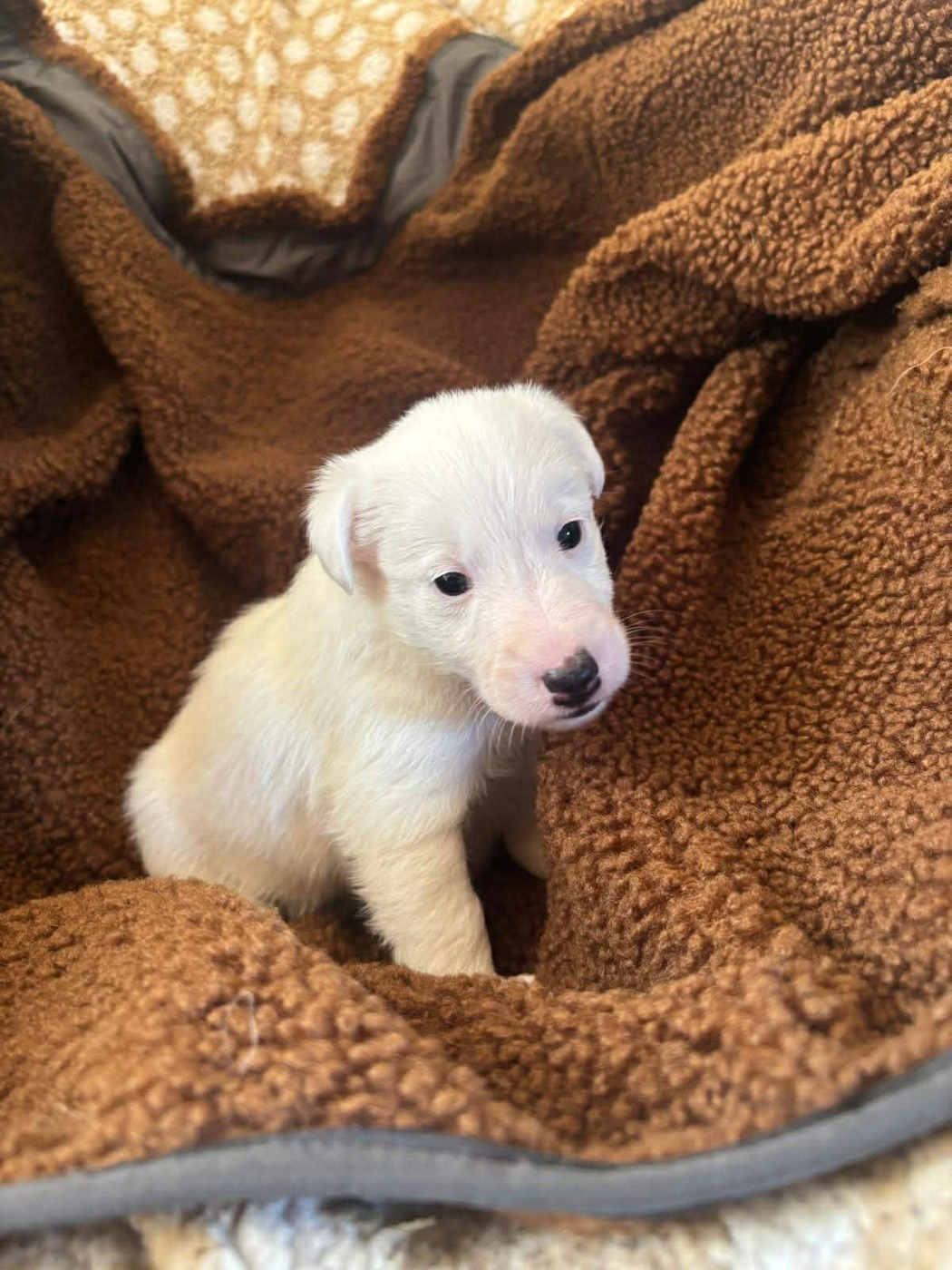 De La Metevinière - Chiots disponibles - Fox Terrier Poil lisse