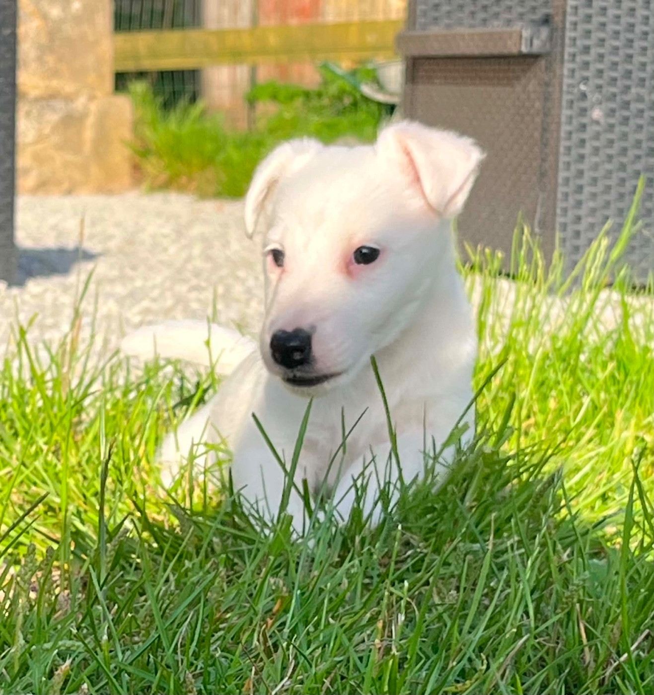 De La Metevinière - Chiots disponibles - Fox Terrier Poil lisse