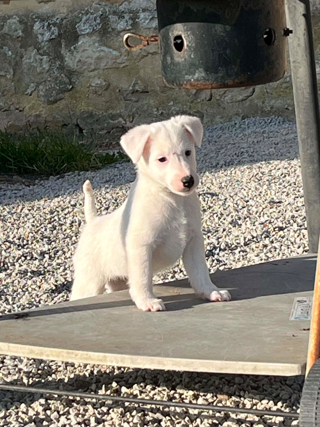 De La Metevinière - Chiots disponibles - Fox Terrier Poil lisse