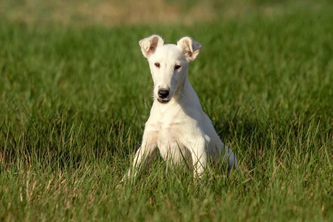 De La Metevinière - Chiots disponibles - Fox Terrier Poil lisse