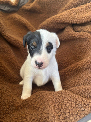 CHIOT 1