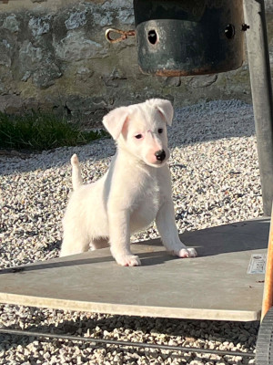 CHIOT 3